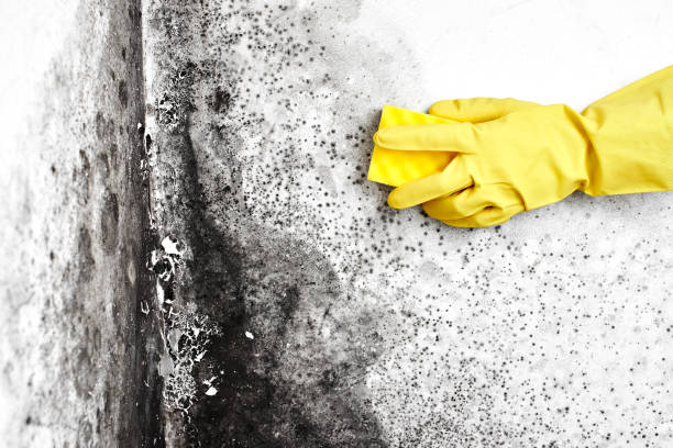 Best Air Quality Testing for Mold Spores  in Ontonagon, MI