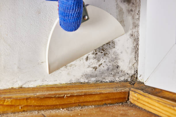 Best Asbestos and Lead Testing During Mold Inspection  in Ontonagon, MI